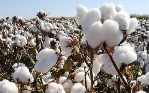 棉花的傳奇人生，棉花期貨的光明！