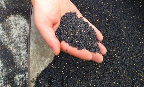 菜粕期貨是什么時候上市的？怎么交