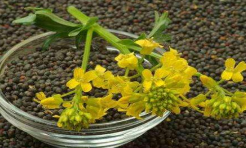 菜粕期貨的手續(xù)費是多少？有優(yōu)惠政