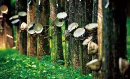 天然橡膠期貨波動(dòng)金額大不大？