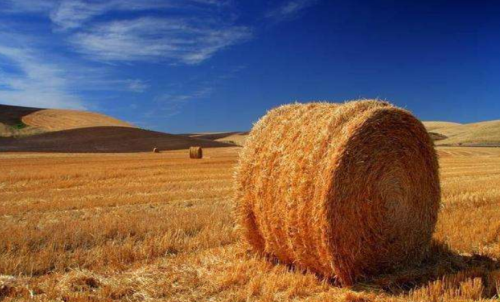 影響普麥期貨價(jià)格的因素有哪些？期