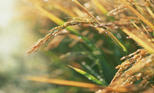 新手投資做粳稻期貨風(fēng)險(xiǎn)大嗎？粳稻